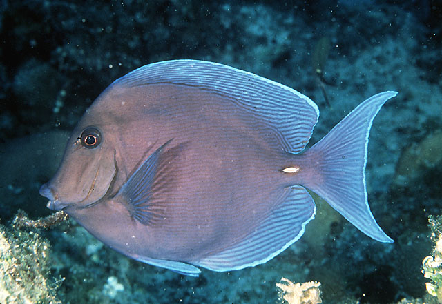 Acanthurus coeruleus (Blue Tang/Surgeonfish)